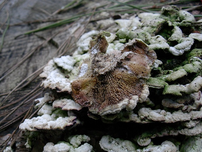 605 Marzo vecchio ritrovamento